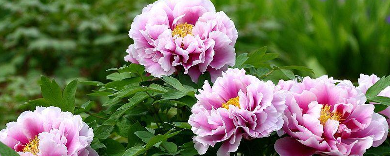 被称为“花中之王”的牡丹栽培方法,繁殖方法是什么