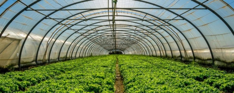 冬季蔬菜种植管理技术 冬季蔬菜管理技术要点