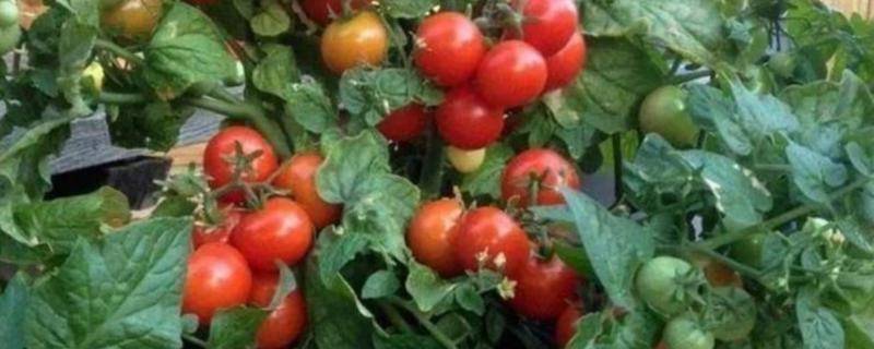 小番茄籽的种植方法，怎样养护 番茄籽怎么种番茄