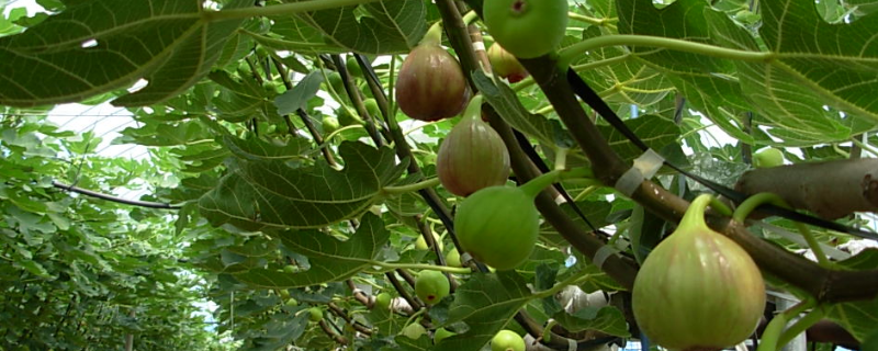 怎么种无花果籽，附其繁殖方法（无籽植物怎么繁殖）