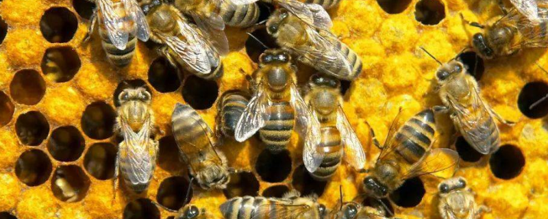 冬天怎么养蜂，主要可采取哪些措施（春季养蜂管理知识）