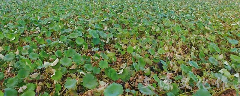 旱地怎么种植莲藕，藕池怎么管理（旱地莲藕种植技术）