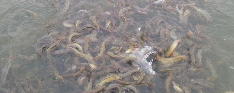 泥鳅苗种快速培育法，泥鳅池塘建造（泥鳅育苗技术）