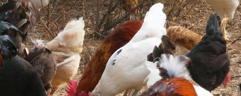 辣椒在养鸡过程中的作用有哪些，详细介绍