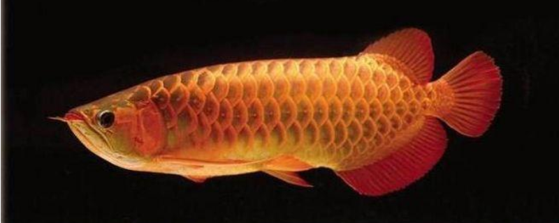 金龙鱼的繁殖方式，金龙鱼该怎么养 金龙鱼如何饲养