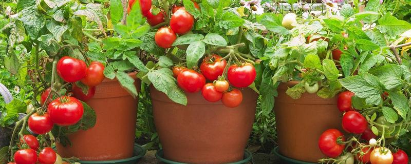 盆栽番茄怎么种植，有哪些要点 盆栽番茄怎样种植