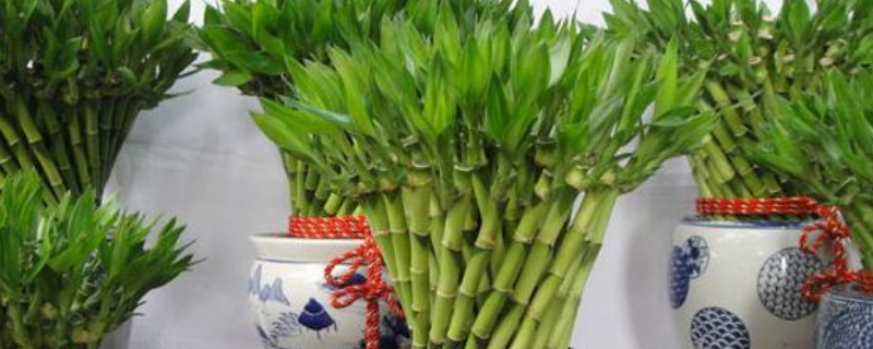 盆栽富贵竹的养殖方法，有哪些要点 富贵竹盆栽怎么养殖方法