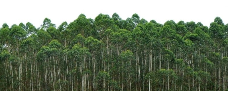 桉树种植技术，桉树种植环境要求 桉树的栽培技术