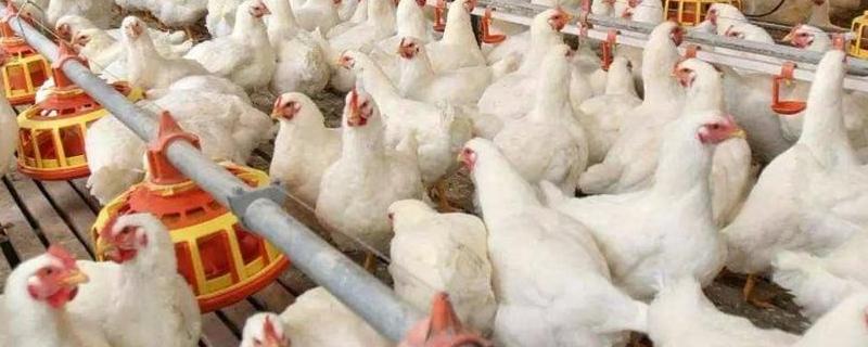 肉鸡养殖技术，鸡舍的场地选择（养鸡场地的选择和要求）