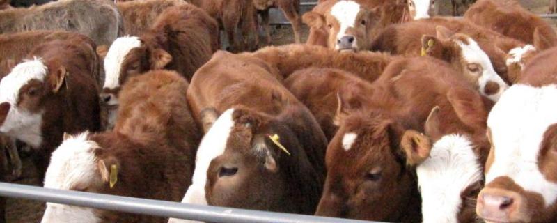 肉牛快速育肥技术，育肥期间的饲养 肉牛快速育肥新技术