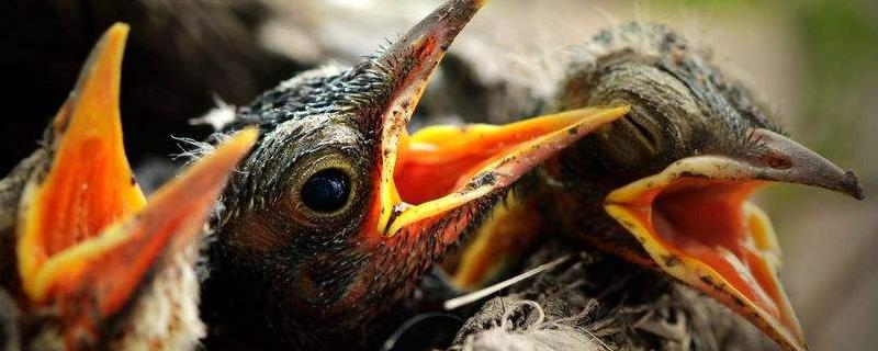 雏鸟怎么养，需少量多次进行喂食（小雏鸟一天喂食几次）
