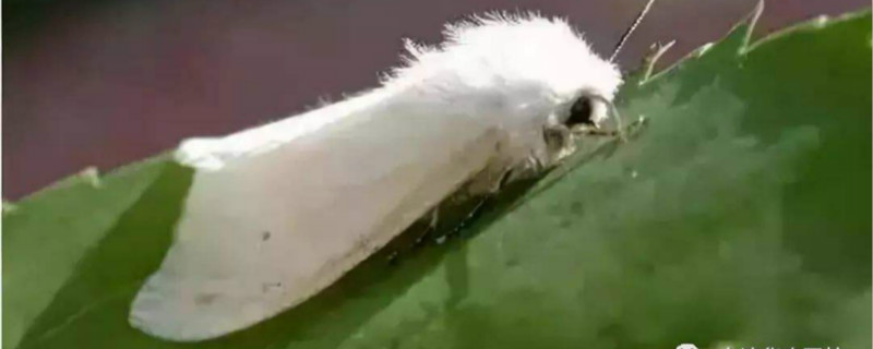 美国白蛾的防治方法 美国白蛾的防治方法视频