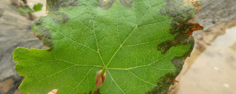 葡萄褐斑病特效药（葡萄褐斑病特效药治疗）