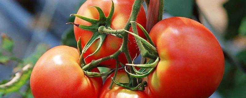 西红柿用什么肥料 家里种西红柿用什么肥料