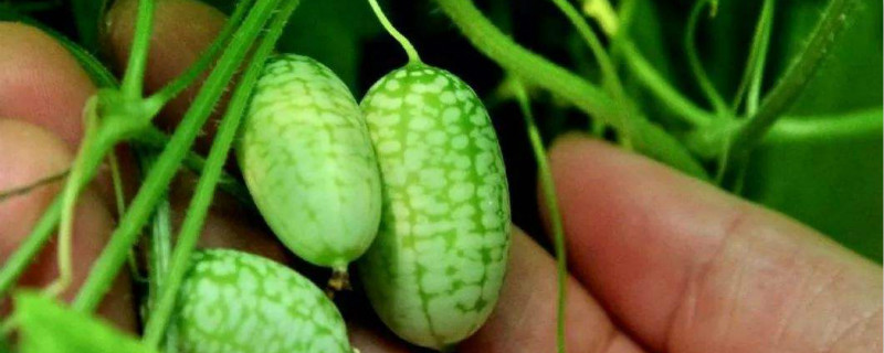 拇指西瓜是几月种植的 拇指西瓜哪里产的