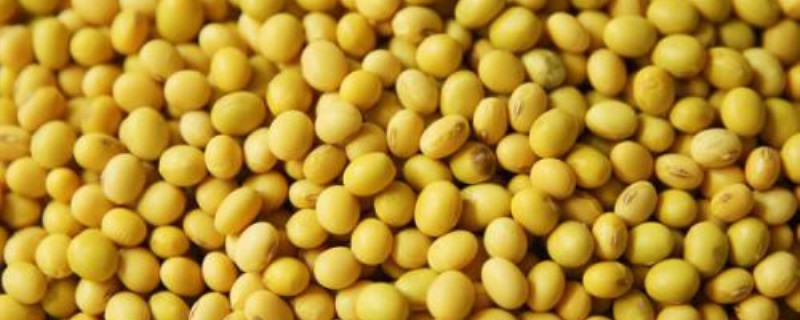 一亩大豆可以固氮多少公斤 一亩大豆能固定多少氮