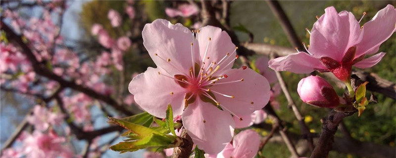春天桃树花防冻方法 桃树开花时如何防冻