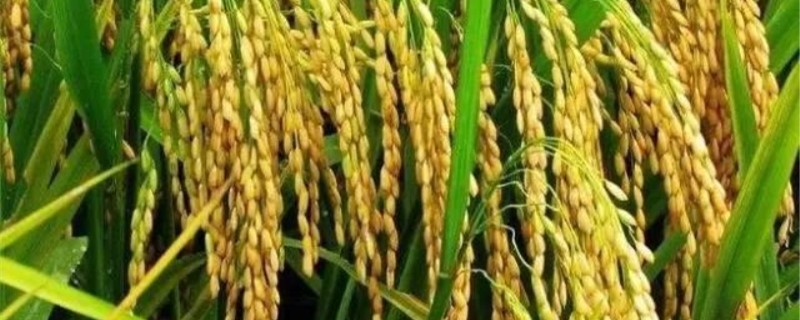 水稻主要病虫害有哪些 水稻主要病虫害有哪些危害