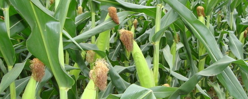 玉米3叶期可以用叶面肥吗（玉米使用叶面肥时间）