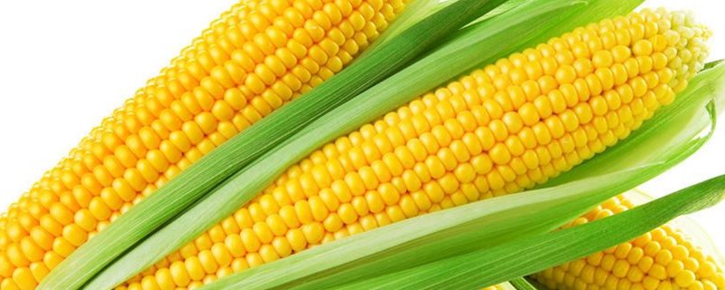 玉米叶面肥的作用 玉米叶面施什么肥好