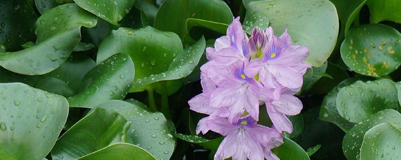 水葫芦怎么老烂 水葫芦怎么老烂叶子