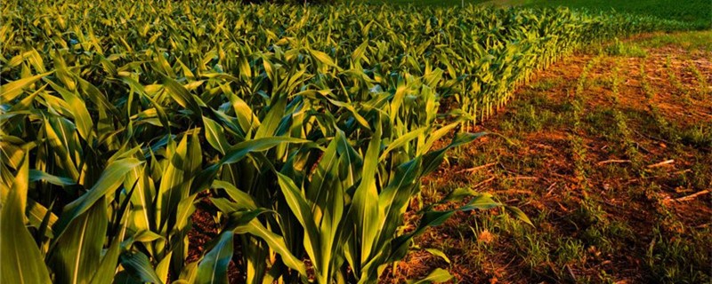 玉米除草剂能和杀虫剂混用吗 玉米除草剂能和杀虫剂混用吗视频