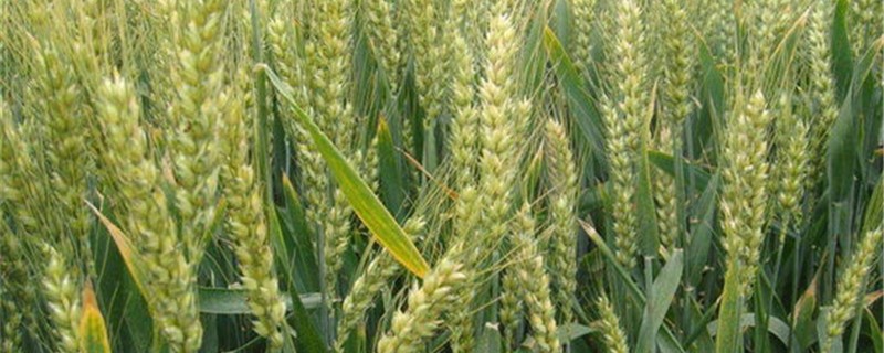 小麦除野麦子最佳时间 麦田除草什么温度合适