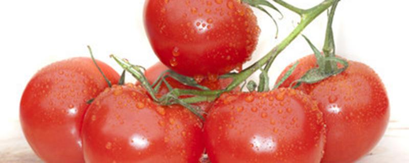 番茄种植时间和方法 南方番茄种植时间和方法