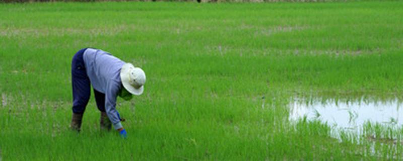 化学防治生物防治区别（化学防治生物防治区别信息素）