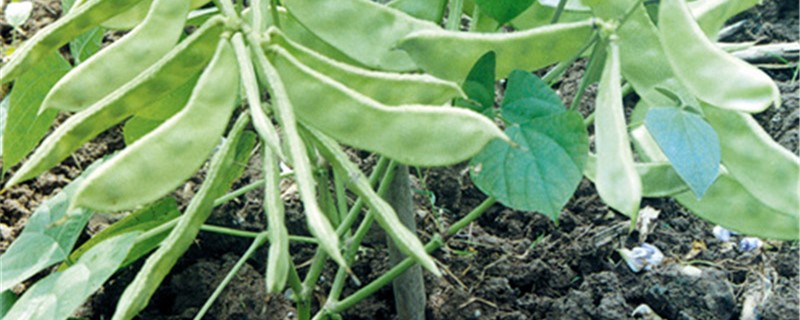 扁豆种植方法和时间（扁豆种植方法和时间温度）