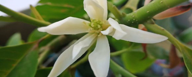 白兰花种植方法和时间 白兰花的种植时间