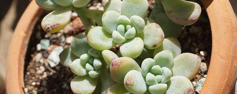 劳尔多肉的繁殖方法,附种植注意事项