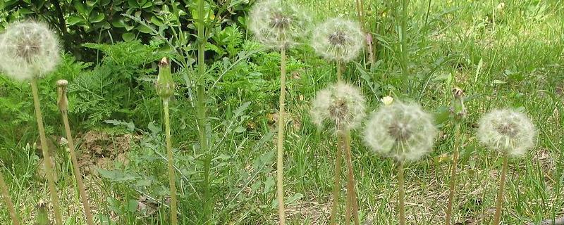 蒲公英传播种子的方法，怎么种植蒲公英种子