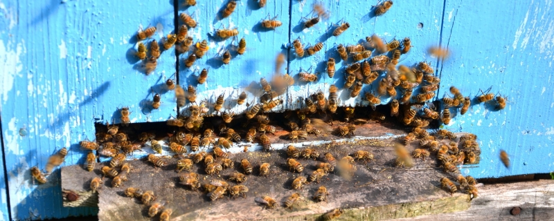 蜜蜂怎么养繁殖才快（蜜蜂怎么养繁殖才快呢）