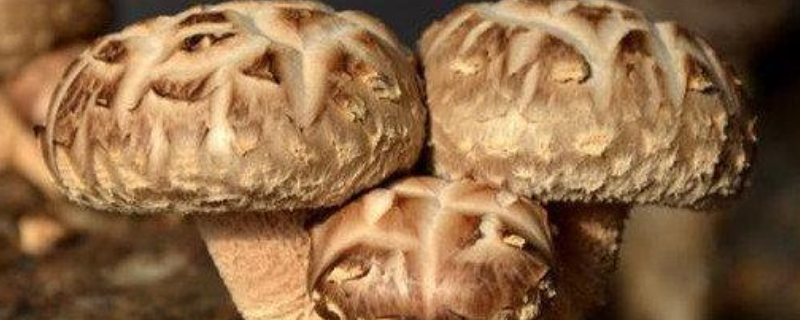 香菇有什么种植方法，这八点是关键 香菇的种植过程是什么