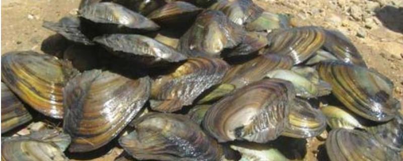 河蚌繁殖方式，河蚌怎么养殖 河蚌怎么养殖技术