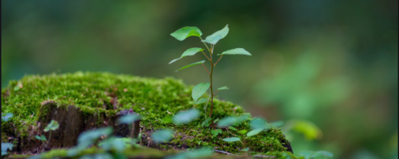 种植什么树苗赚钱 苗圃种什么树赚钱快