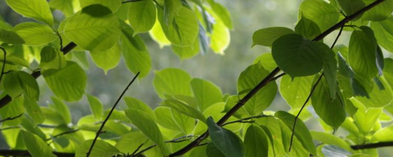 植物叶子有哪些作用，植物叶子为什么会发黄