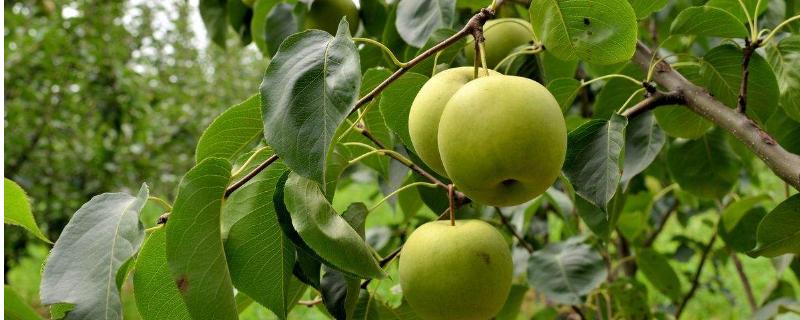 梨树常见病虫害有哪些，附防治方法 梨树病虫害的防治
