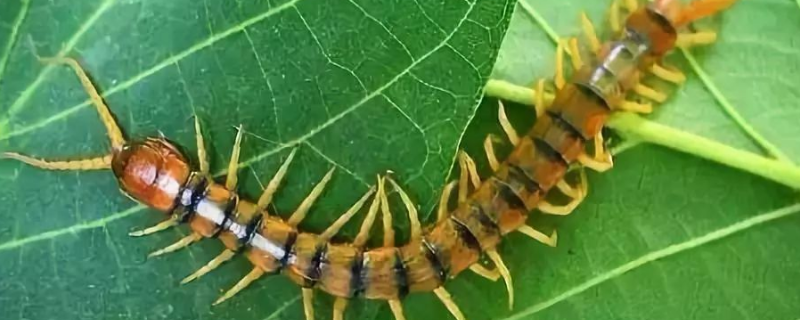 蜈蚣如何繁殖，蜈蚣的作用有哪些 蜈蚣是如何产生的