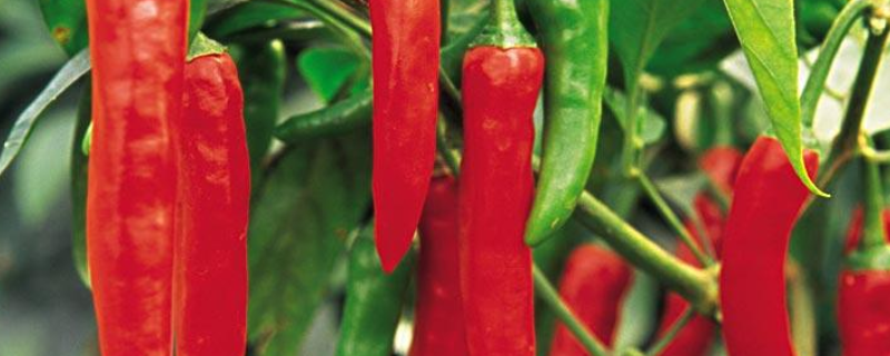 红椒是否可以生吃，红椒该怎么选 黄椒和红椒可以生吃吗