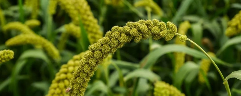 小米种植技术，主要有以下几种 小米的种植范围