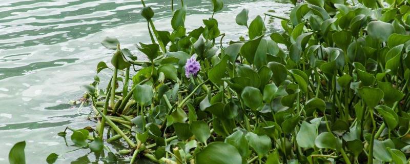 水浮莲的危害，水浮莲的作用 水浮莲的药用价值