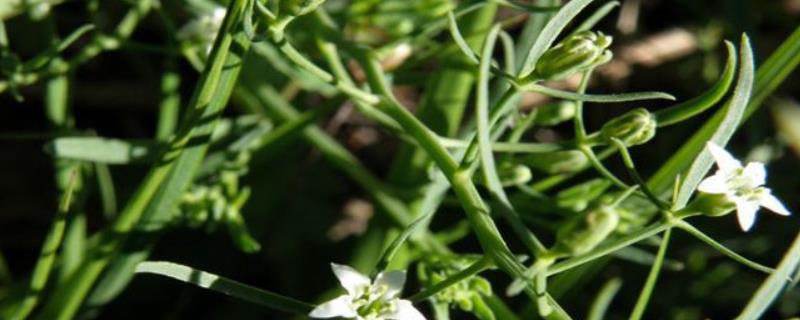 百蕊草种植技术，可直播或育苗移栽 百蕊草种植基地