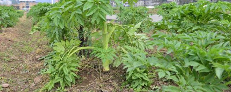 白芨种苗价格多少钱 哪有白芨种苗出售