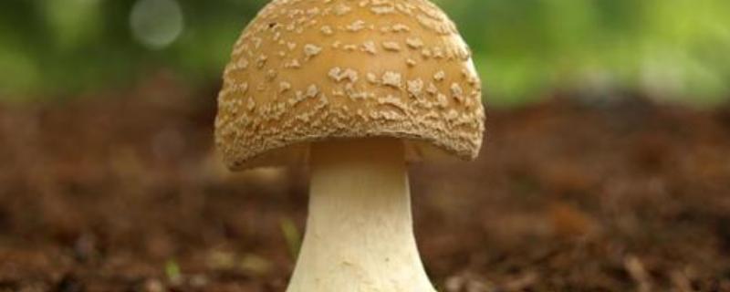 蘑菇种植技术，注意控制温、湿度 种蘑菇多少温度合适?怎样控制温度?