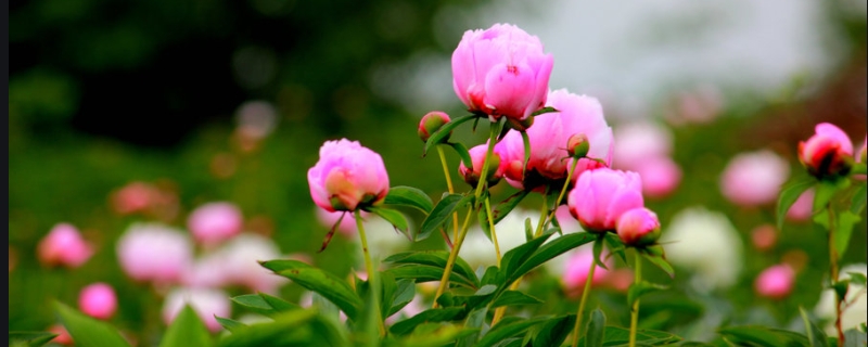 芍药介绍，观花植物芍药花什么时候开？为什么不能种家里