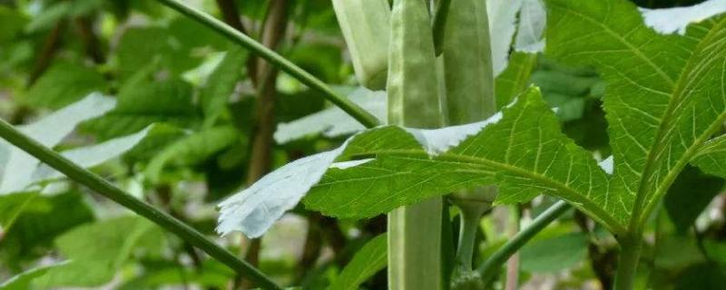 黄秋葵种植技术，种植前施足底肥 黄秋葵种植管理技术