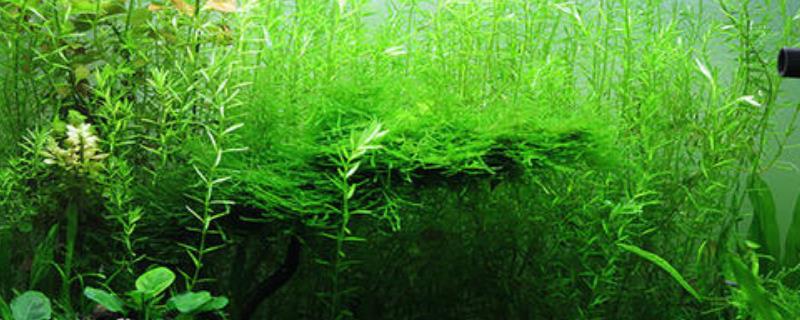 金鱼藻水草怎么养 金鱼藻怎么养?水草怎样种?