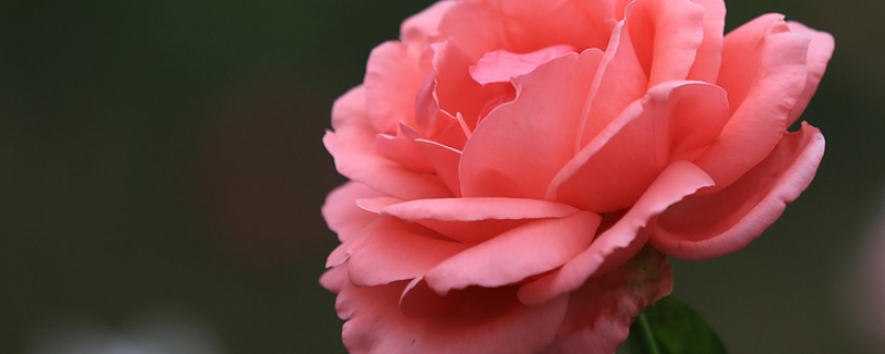 月季花的特点是什么（月季花的特点是什么语文作文）